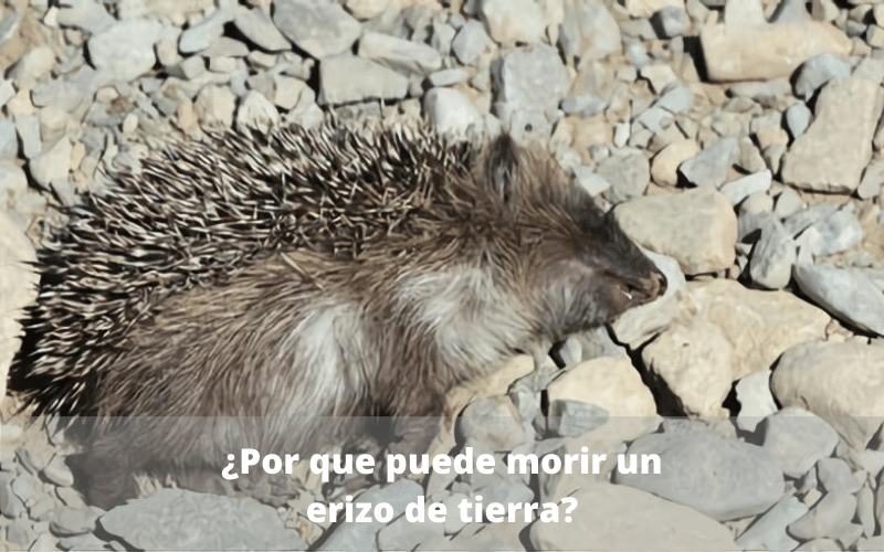 puede morir un erizo de tierra