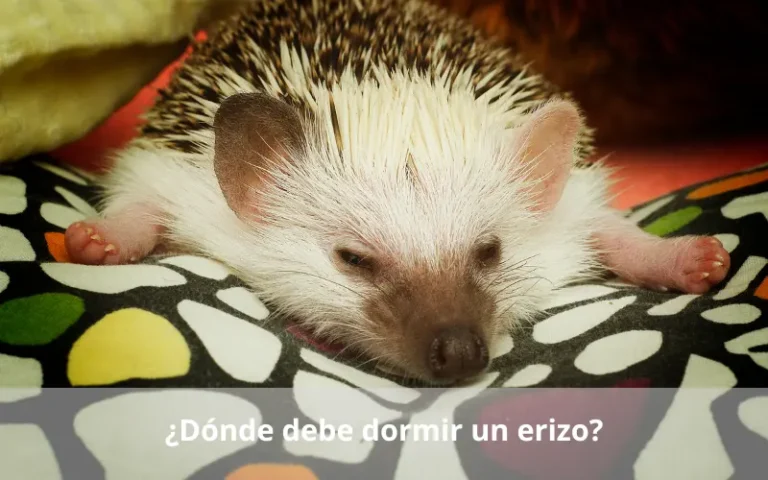 Dónde debe dormir un erizo